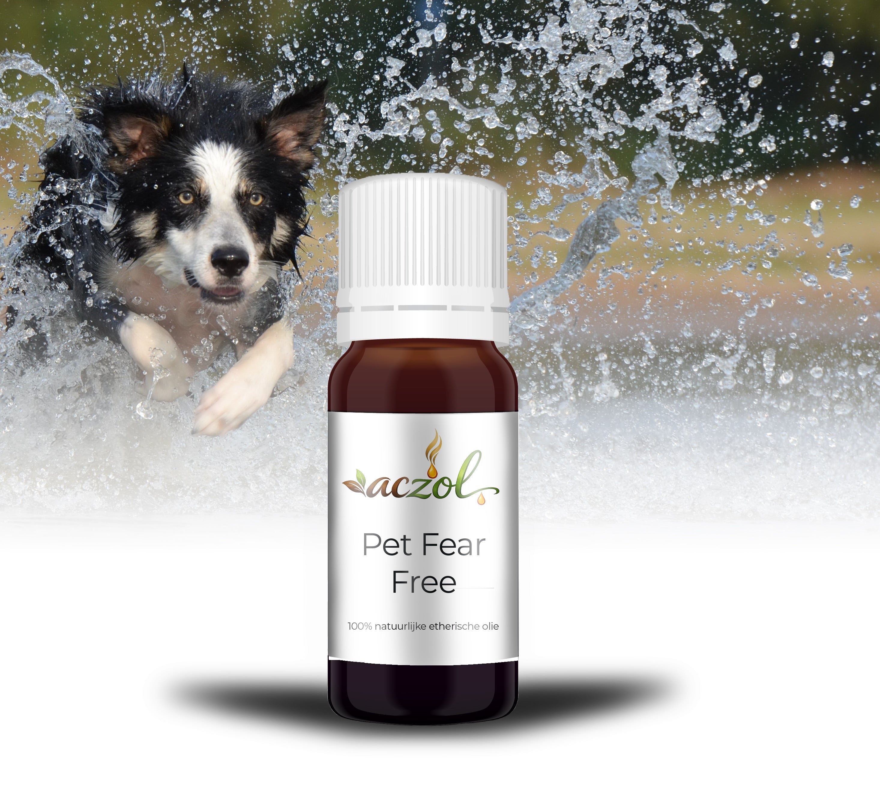 Pet Fear Free ~ Olie